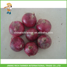 Top Fresh Red Onion